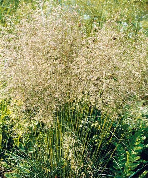 Types of ornamental grass: 16 varieties for borders and pots | Gardeningetc