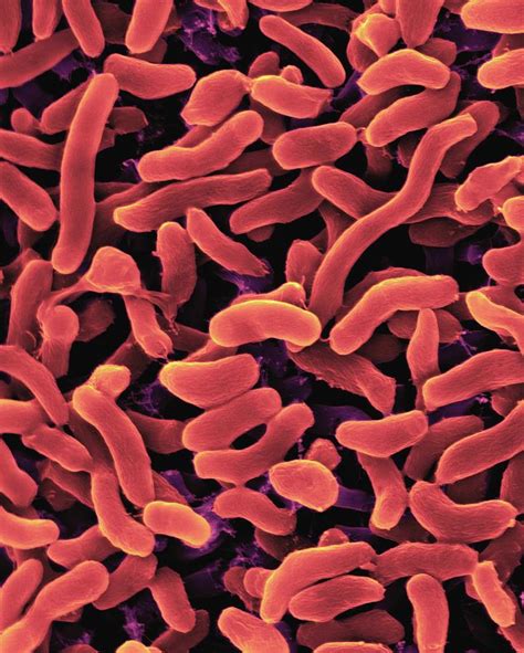 Halophilic Bacterium (arcobacter Halophilus) #1 Photograph by Science Photo Library - Pixels Merch