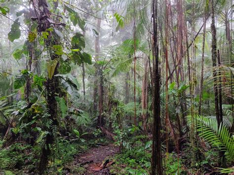 15 Best Things to Do in Mindo Ecuador: Full Travel Guide & Tips