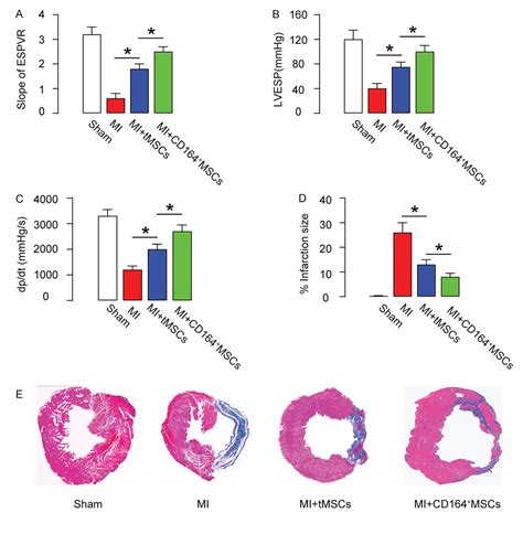 Mesenchymal stem cells rejuvenate cardiac muscle after ischemic injury | Aging