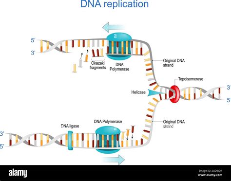 DNA replication. Okazaki fragments, Topoisomerase, Helicase, DNA Polymerase, DNA ligase and RNA ...