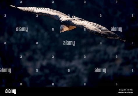 Griffon vulture in flight in its natural habitat Stock Photo - Alamy