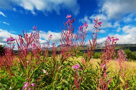 Flowers in Alaska stock photo. Image of nature, edge - 144561708