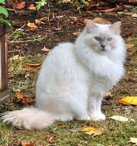 The Lilac Ragdoll Cats & Kittens - Mitted, Colorpoint, Bicolor & Lynx