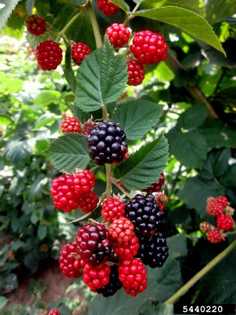 European blackberry (Rubus fruticosus)