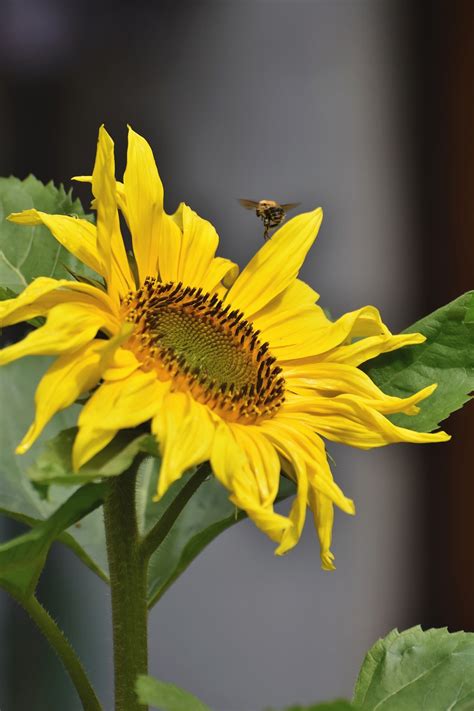 Sunflower Bee Pollination - Free photo on Pixabay