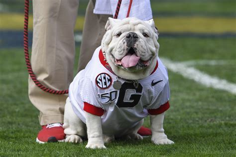 What Type Of Bulldog Is Uga