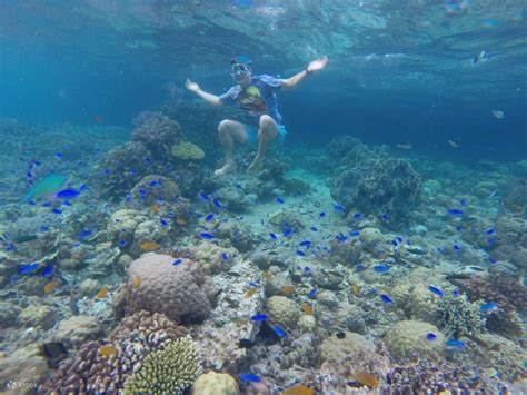 Oslob Whale Shark Snorkeling and Kawasan Falls Private Tour ...