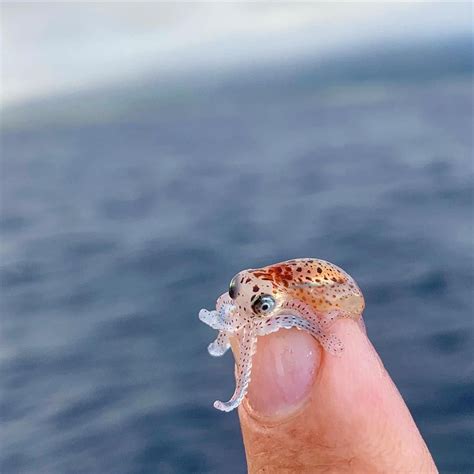 19 Things That Are Not the Size You Expect Them to Be Ocean Creatures, Cute Creatures, Beautiful ...