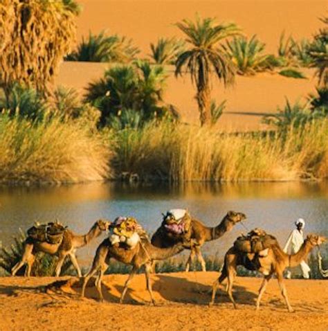 Sahara Desert Oasis