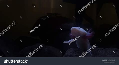 Axolotl Aquarium Salamander Nature Tank Stock Photo 1470256202 ...