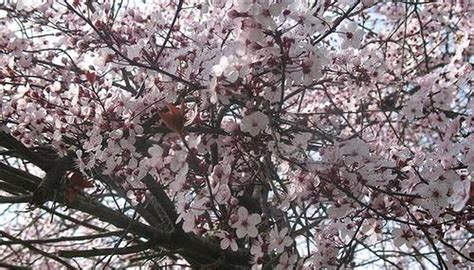 How to Plant a Japanese Plum Tree | Garden Guides