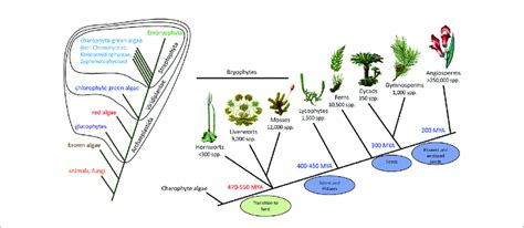 Kingdom Plantae Phylogenetic Tree