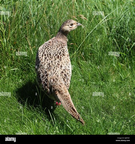 Hen pheasant hi-res stock photography and images - Alamy