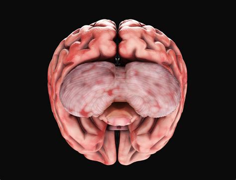 Human Brain with 4k textures 3D model | CGTrader