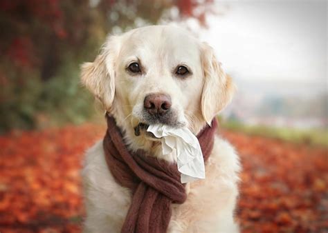 Reverse Sneezing in Dogs: Causes and Treatments – Top Dog Tips