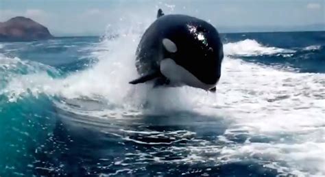 VIDEO: Pod Of Killer Whales Chases Speed Boat Like Dolphins