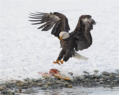 Hunting Eagle and Salmon Carcass - Shetzers Photography