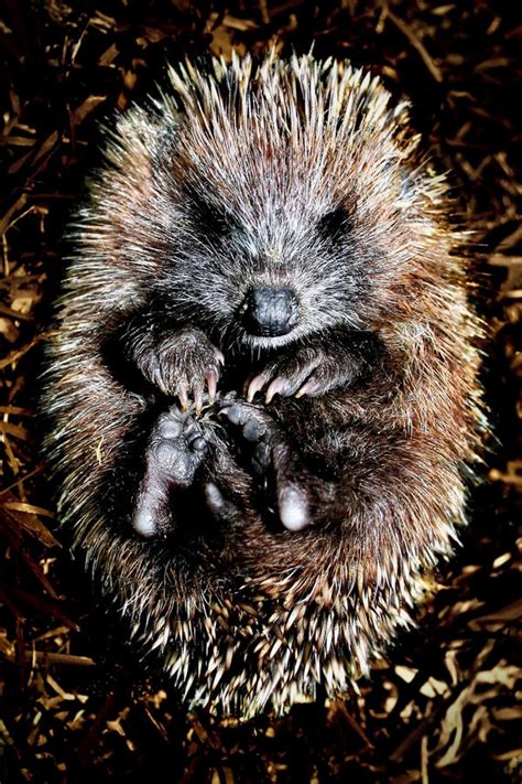 Hoglet by Coigach on DeviantArt