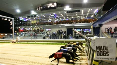 Greyhound Racing Grass Roots : Irish Greyhound Board announce plan to ...