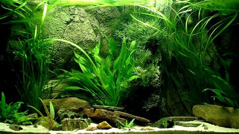 Aquarium Background Pictures (55+ pictures) - WallpaperSet