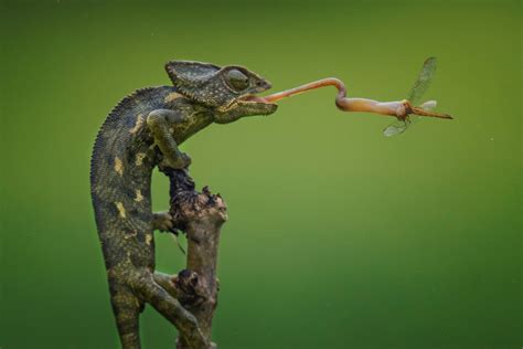 Chameleon Capture Image | National Geographic Your Shot Photo of the Day