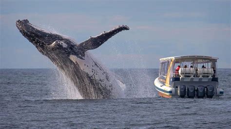 Photographer Snaps Incredible Pic of Whale Breaching Just Feet From ...