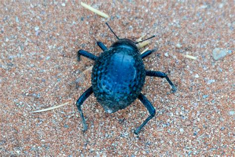 NAMIB DESERT BEETLE | Also known as Tok Tokkie. Endemic to t… | Flickr