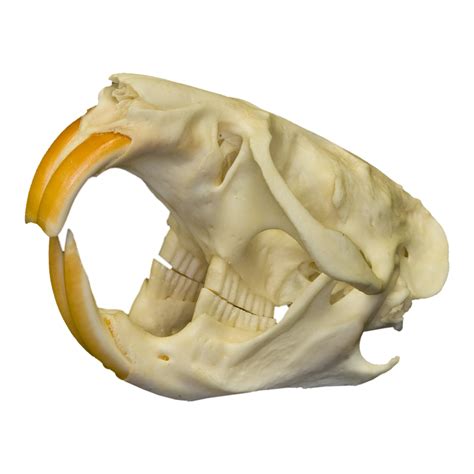 Real Muskrat Skull — Skulls Unlimited International, Inc.