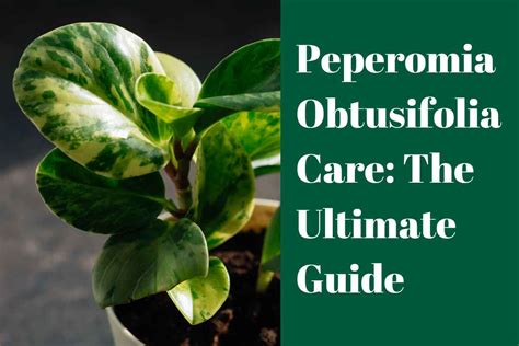 Peperomia Obtusifolia Care: The Ultimate Guide For The Baby Rubber Plant