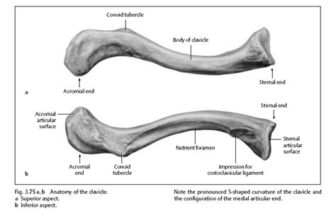 Clavical - PBATS.com