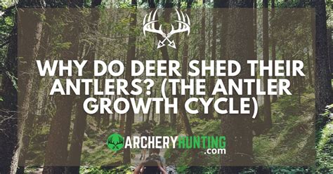 Why Do Deer Shed Their Antlers? (The Antler Growth Cycle)