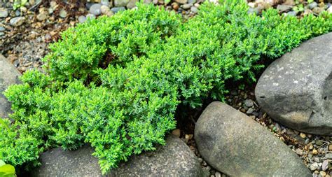 Green Mound Juniper Topiary for Sale - Buying & Growing Guide - Trees.com