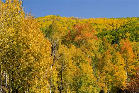 How to Grow and Care for Quaking Aspen