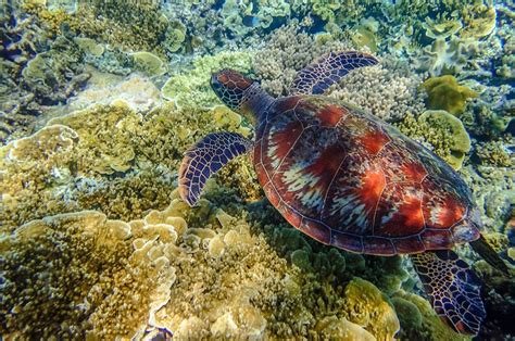 Australian Sea Turtle swimming in the Great Barrier Reef, Cairns, Queensland, Australia ...