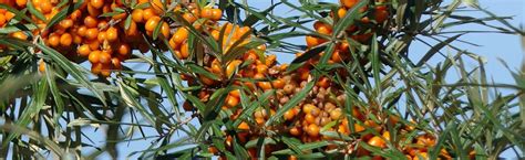 Sea Berry Bush | Portland Nursery