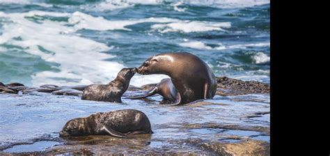 Best Places to Photograph Wildlife in California