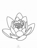 Water Lily Coloring Pages sketch template
