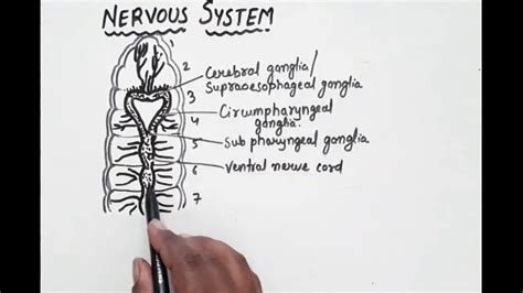 Nervous System Of Earthworm - YouTube