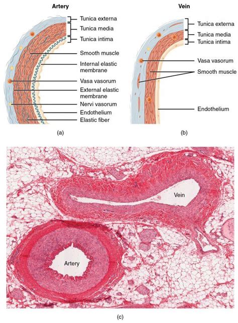 Arteries: Histology | Concise Medical Knowledge | Physiology, Blood vessels anatomy, Anatomy and ...