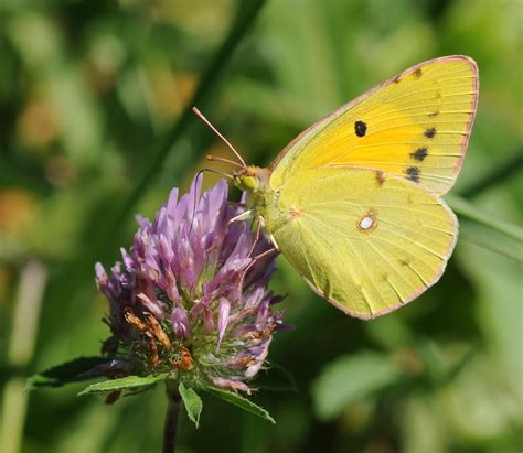 Butterfly Pictures: Clouded Yellow – Colias croceus