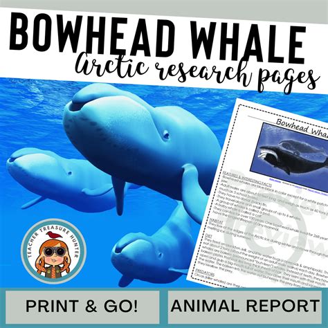 Arctic Animal Research Report Learn about BOWHEAD WHALES 1st 2nd 3rd ...