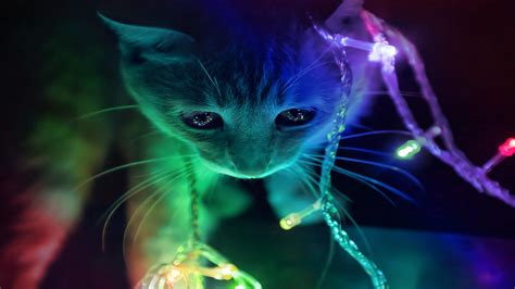 🔥 [50+] 3D Cat Wallpapers | WallpaperSafari