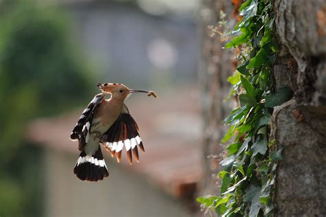 Urban wildlife 2 by phalalcrocorax on DeviantArt