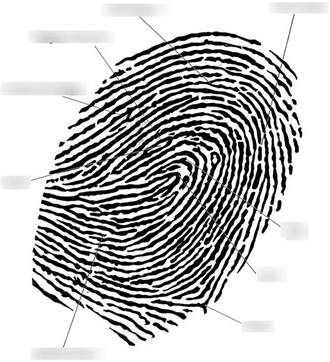 How To Draw A Fingerprint