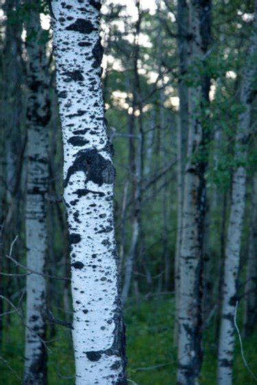 What Is the Difference Between a Poplar & a Cottonwood Tree? | Hunker