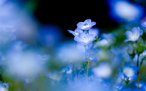 Blue Flowers Wallpapers - Wallpaper Cave