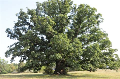 White Oak — A Majestic Native Species | Piedmont Master Gardeners