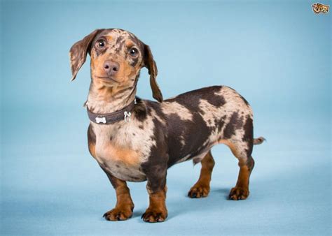 Dachshund Leg Problems Facts and Reasons: Mini Dachshund Leg Problems