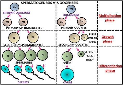 Spermatogenesis And Oogenesis Download Scientific Diagram - Riset